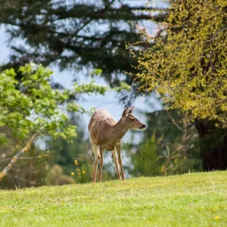 Olalla Recovery Centers, Kent, Washington, 98359